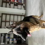 Suczka została znaleziona w Łodzi na ul. Frezjowej. Jest przyjazna i ufna ludziom