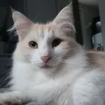 SZUKAMY/ Zaginęła/ Skradziono kotka norweska leśna.