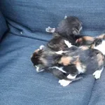 Oddam kota, Sandomierz, 20 sierpnia 2022