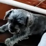 Zaginął pies, Gdańsk, 3 września 2022