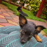 Zaginął pies, Stara Zagość, 3 września 2022