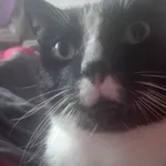 Zaginął kocur Warszawa Bródno