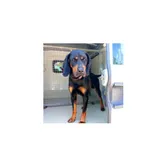 Ravi (nr rej. P5227/22) pies, urodzony w czerwcu 2020 r. przyjechał do Schroniska z ul. Batalionów Chłopskich w dniu 11.08.2022 r.