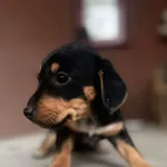 Oddam pieski w dobre ręce