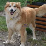 Znaleziono psa, Szczecin, 7 sierpnia 2022