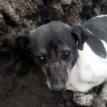 Znaleziono psa, Pajęczno, 6 września 2022