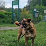 Pies do adopcji, Olsztyn, 13 kwietnia 2021