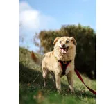 Znaleziono psa, Białystok, 7 marca 2021