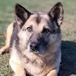 Pies do adopcji, Tatary, 18 marca 2018