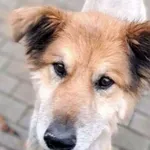 Pies do adopcji, Tatary, 29 kwietnia 2017