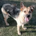 Pies do adopcji, Tatary, 2 sierpnia 2022