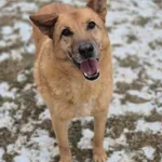 Znaleziono psa, Lublin, 19 stycznia 2019