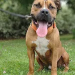 Znaleziono psa, Lublin, 14 sierpnia 2022