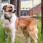 Pies do adopcji, Sopot, 18 października 2017