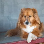 Pies do adopcji, Racławice, 6 sierpnia 2022