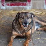 Pies do adopcji, Racławice, 5 sierpnia 2022