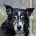 Pies do adopcji, Racławice, 2 sierpnia 2022