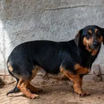 Pies do adopcji, Racławice, 3 sierpnia 2022