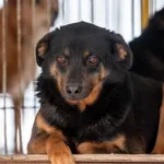 Pies do adopcji, Racławice, 13 lipca 2022