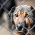 Pies do adopcji, Racławice, 5 sierpnia 2022