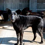 Pies do adopcji, Racławice, 5 sierpnia 2022