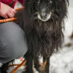 Pies do adopcji, Radom, 28 stycznia 2026