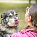Pies do adopcji, Radom, 7 października 2026
