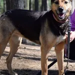 Pies do adopcji, Piła, 1 listopada 2018