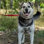 Pies do adopcji, Piła, 15 kwietnia 2019