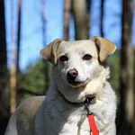 Pies do adopcji, Piła, 19 lutego 2019