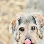 Pies do adopcji, Piła, 9 października 2015