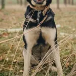 Pies do adopcji, Piła, 3 lipca 2019