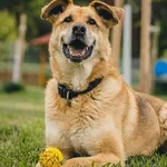 Pies do adopcji, Piła, 14 sierpnia 2014