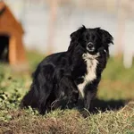 Pies do adopcji, Piła, 12 sierpnia 2020