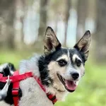 Pies do adopcji, Piła, 9 listopada 2021