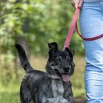 Pies do adopcji, Piła, 30 marca 2018