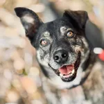 Pies do adopcji, Piła, 30 marca 2018