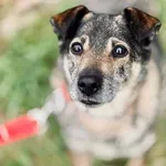 Pies do adopcji, Piła, 13 kwietnia 2019