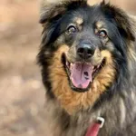 Pies do adopcji, Piła, 18 lutego 2022