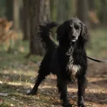 Pies do adopcji, Piła, 29 kwietnia 2021