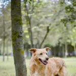 Pies do adopcji, Radom, 21 września 2025