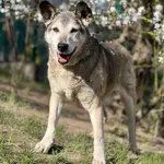 Pies do adopcji, Bydgoszcz, 9 listopada 2025