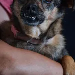 Pies do adopcji, Piła, 11 kwietnia 2022