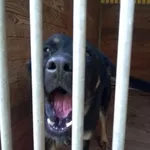 Pies do adopcji, Orzechowce, 27 maja 2017