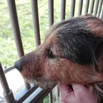 Pies do adopcji, Orzechowce, 1 kwietnia 2020