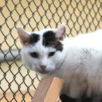 Znaleziono kota, Łódź, 6 maja 2021