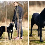 Pies do adopcji, Częstochowa, 16 grudnia 2021