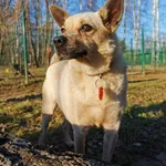 Pies do adopcji, Częstochowa, 20 sierpnia 2021