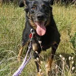 Pies do adopcji, Częstochowa, 29 września 2020