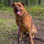 Pies do adopcji, Włocławek, 7 sierpnia 2022